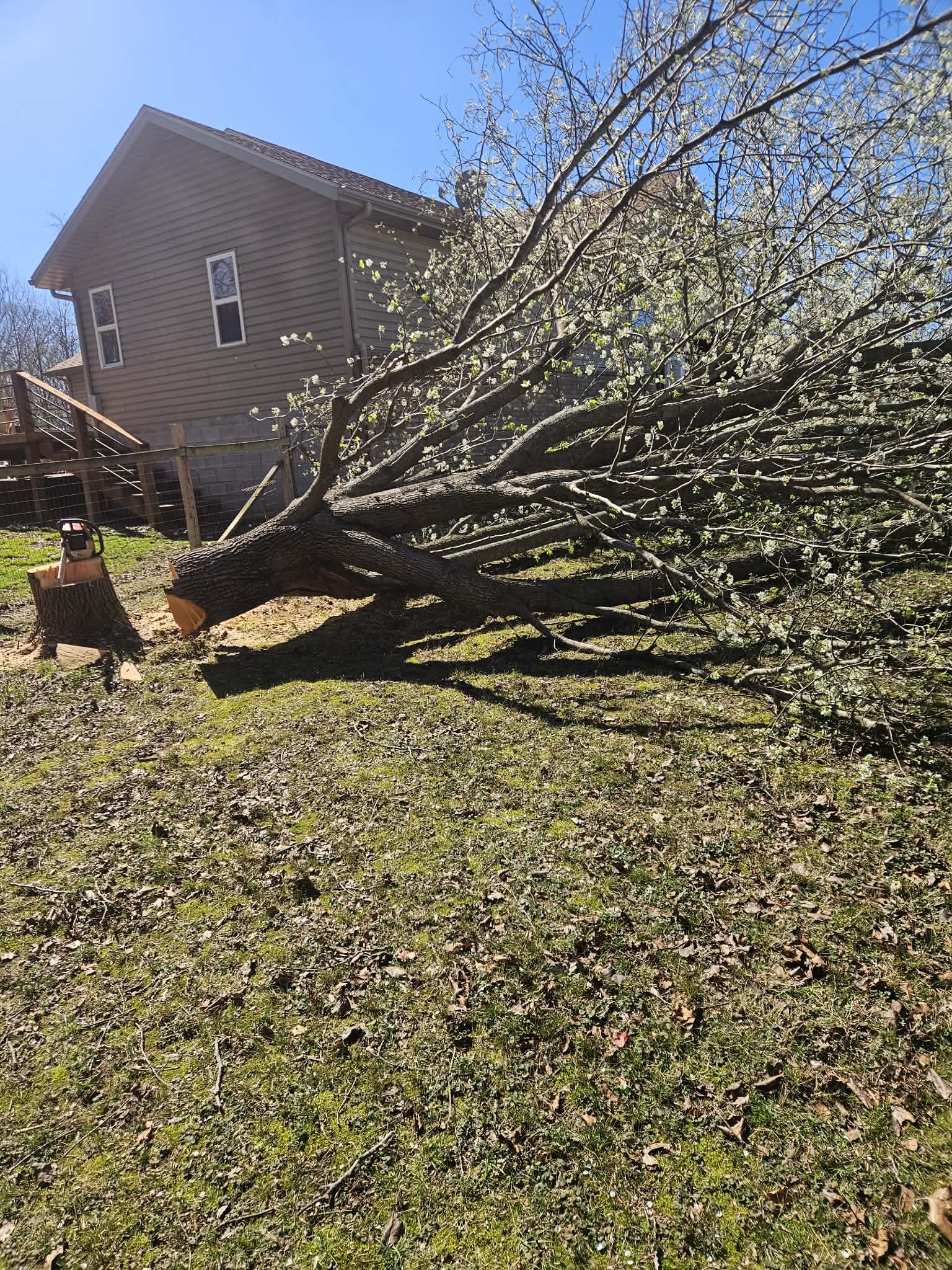 RR Tree Services crew performing tree removal in Northwest Arkansas