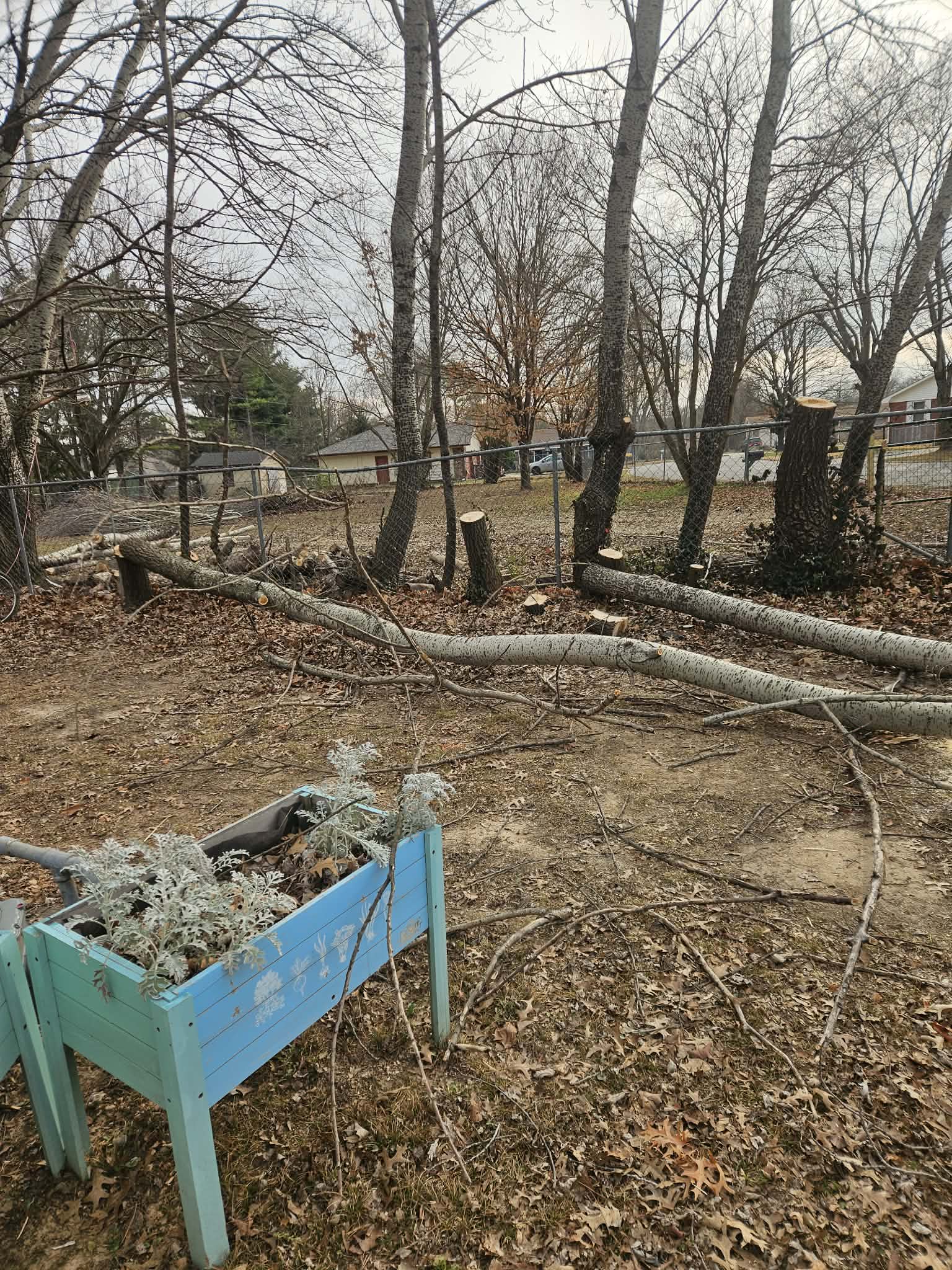 Tree removal in residential yard